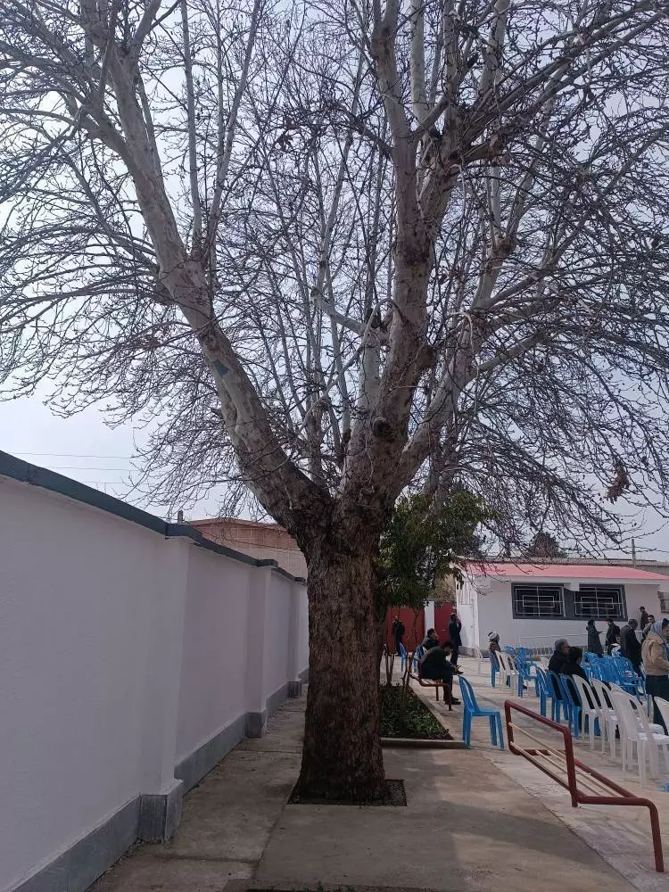 صدای کلاله